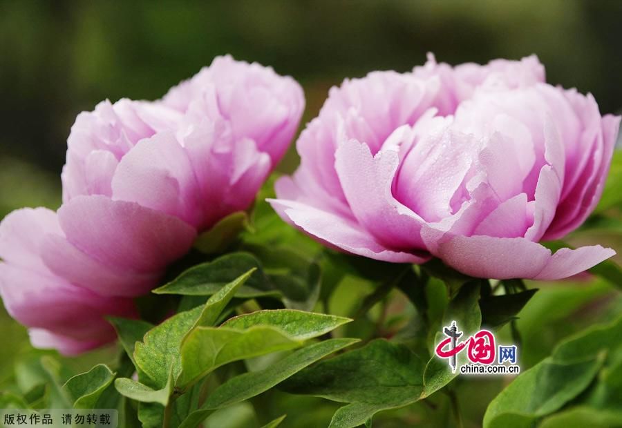 Необычная красота! Пионы в Пекинском ботаническом саду
