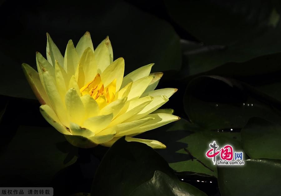 Прекрасные водяные лилии в Пекинском ботаническом парке