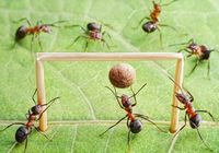 Фотографии российского фотографа: муравьи «играют в футбол»