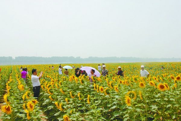 Крупный сад подсолнухов уезда Кэньли города Дунъин встречает поток туристов