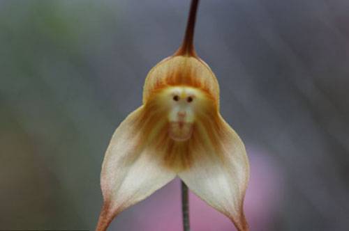 Необычная орхидея, похожая на обезьяну 1
