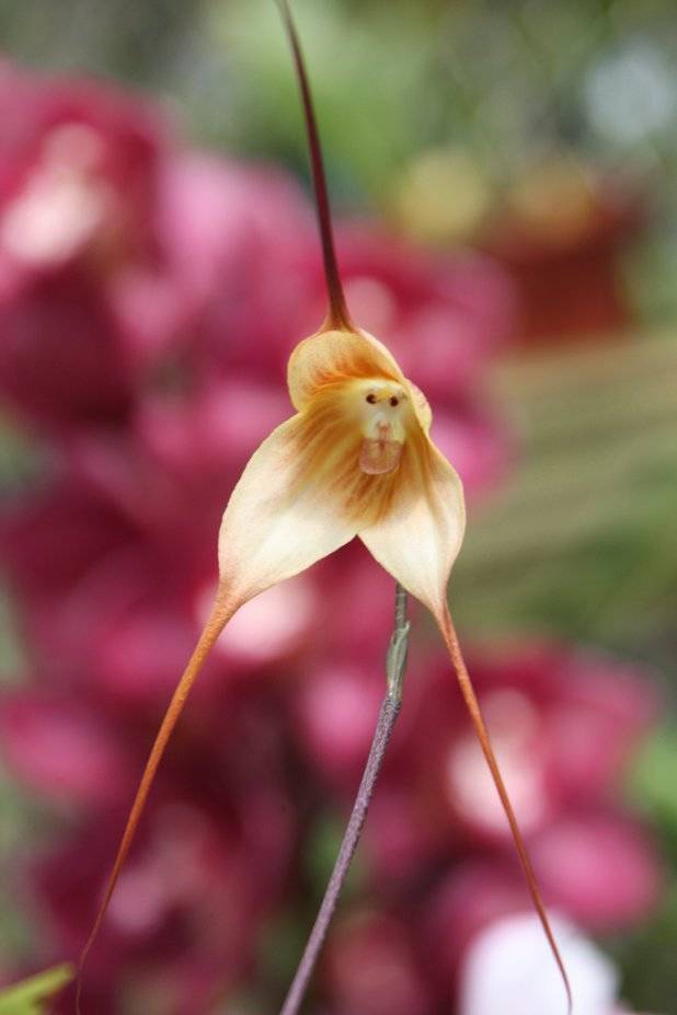 Необычная орхидея, похожая на обезьяну 2