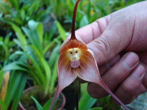 Необычная орхидея, похожая на обезьяну 3