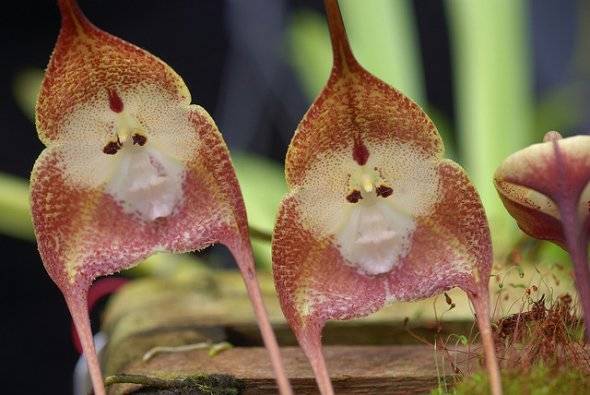 Необычная орхидея, похожая на обезьяну 4