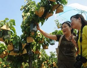 В Цзыбо провинции Шаньдун появилась «груша в бутылке», выполняющая функции эстетического наслаждения и лечения