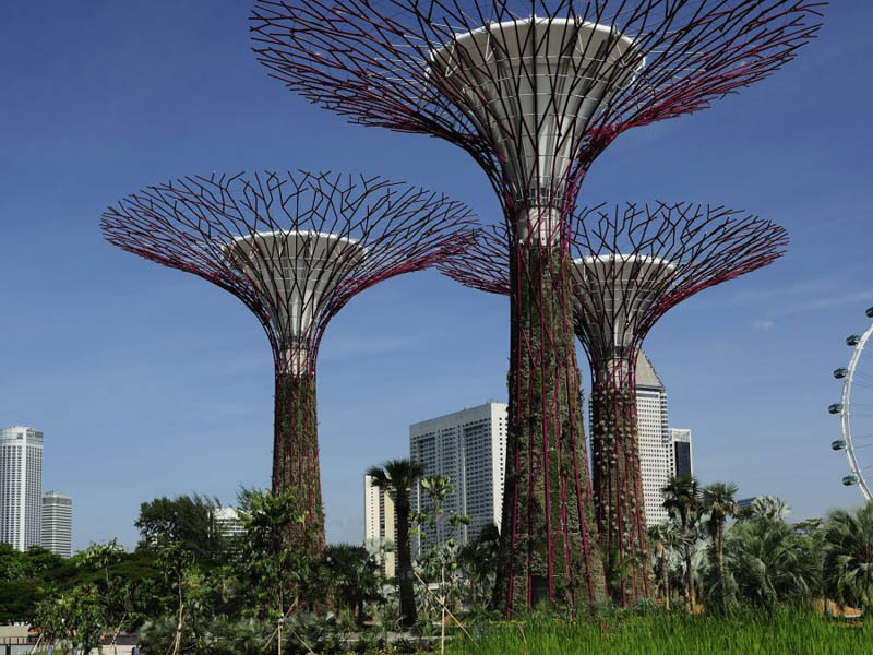 Красивые супер-деревья Сингапура4