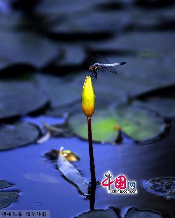 Фотографии с Пекинского ботанического парка