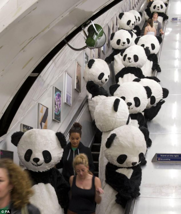 4 июля на известной Трафальгарской площади, в «Чайна-тауне» Лондона, в Ковент-Гарден и других местах 108 «вооруженных» людей-панд, представляющие 108 панд Чэндуской исследовательской базы по разведению панд, выступили с гимнастикой «тайцзи». 