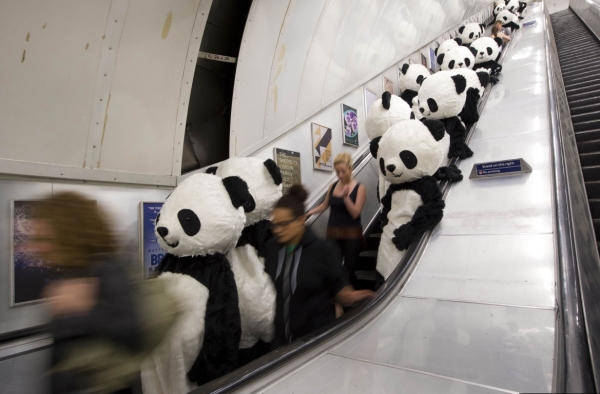 Стало известно, что в следующие несколько дней эти люди-панды отправятся на мост «Миллениум», «Лондонский глаз» и др., чтобы передать привет из Чэнду всему миру.