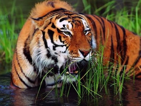 Китай и Россия совместно создадут трансграничный заповедник маньчжурских тигров и дальневосточных леопардов 
