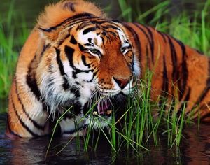 Китай и Россия совместно создадут трансграничный заповедник маньчжурских тигров и дальневосточных леопардов