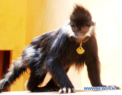 Лангур Франсуа -- редкий вид обезьян1