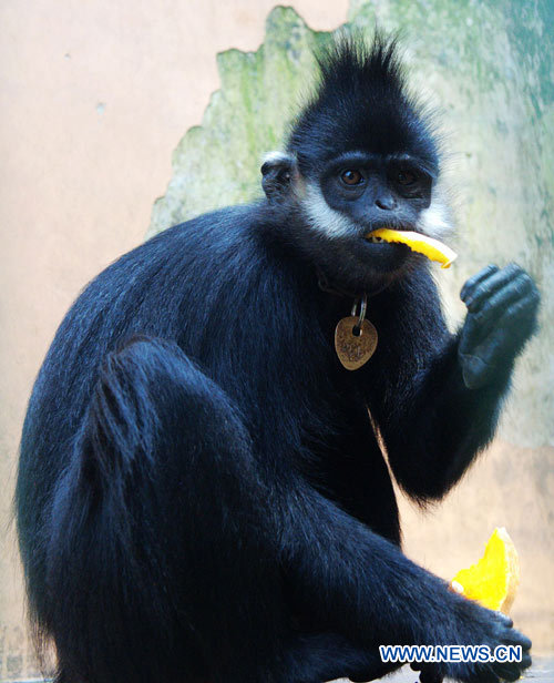 Лангур Франсуа -- редкий вид обезьян3
