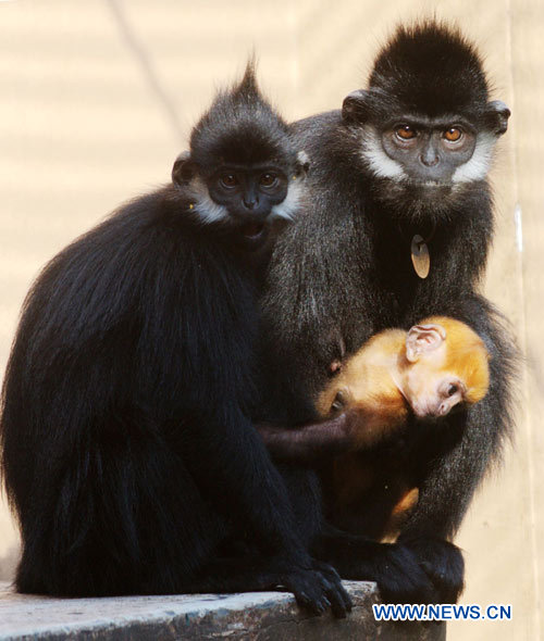 Лангур Франсуа -- редкий вид обезьян5