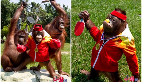 (Олимпиада-2012) Орангутаны в зоопарке г. Гуанчжоу болеют за Олимпийскую сборную Китая