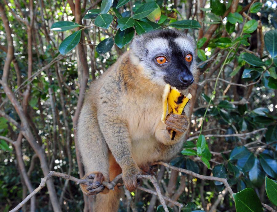 Мадагаскар - мир редких птиц и животных 1