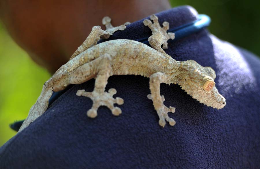 Мадагаскар - мир редких птиц и животных 2