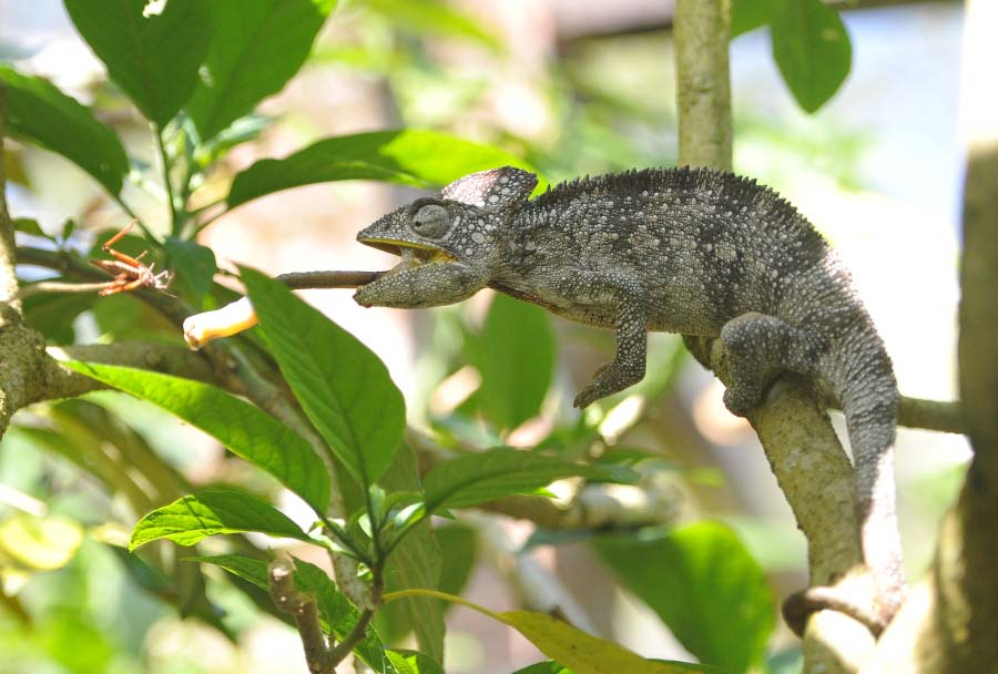 Мадагаскар - мир редких птиц и животных 6
