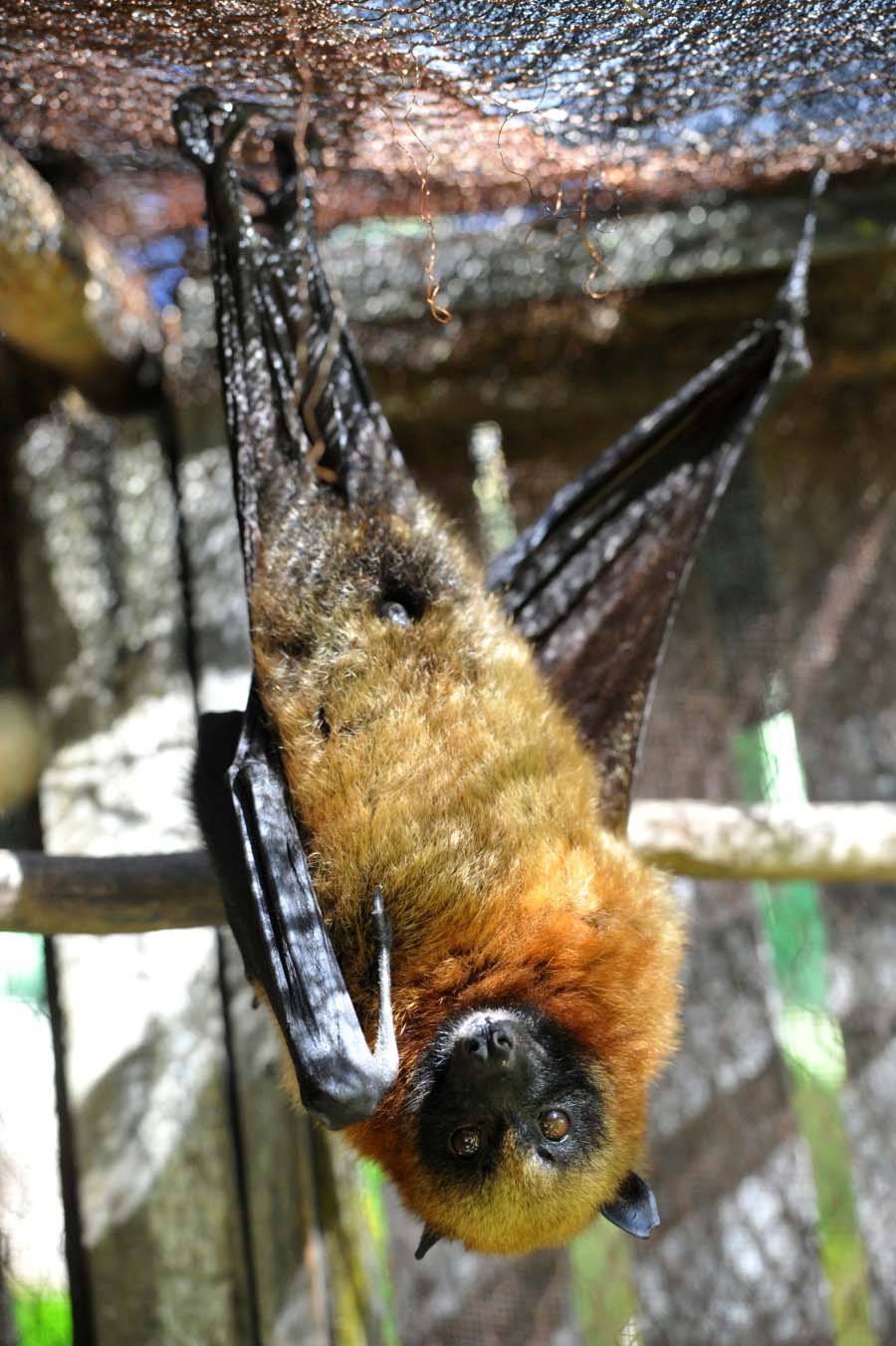 Мадагаскар - мир редких птиц и животных 7