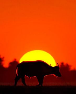 Эстетические фото животных в степи Африки на закате