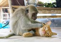 Дружба между разными животными