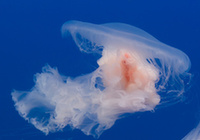 В Бэйдайхэ турист погиб от укуса медузы. Должна ли гостиница нести ответственность за гибель туриста?