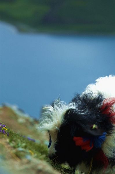 Пейзажи Тибета: озеро Янчжоюнцо 