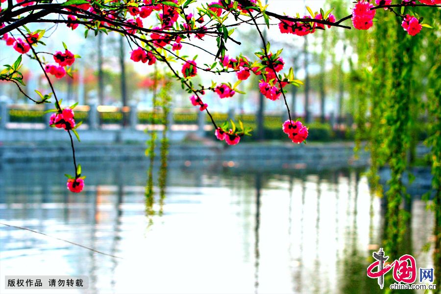 Провинция Цзянсу: красивые цветы яблони китайской в парке «Озеро Мочоуху» 