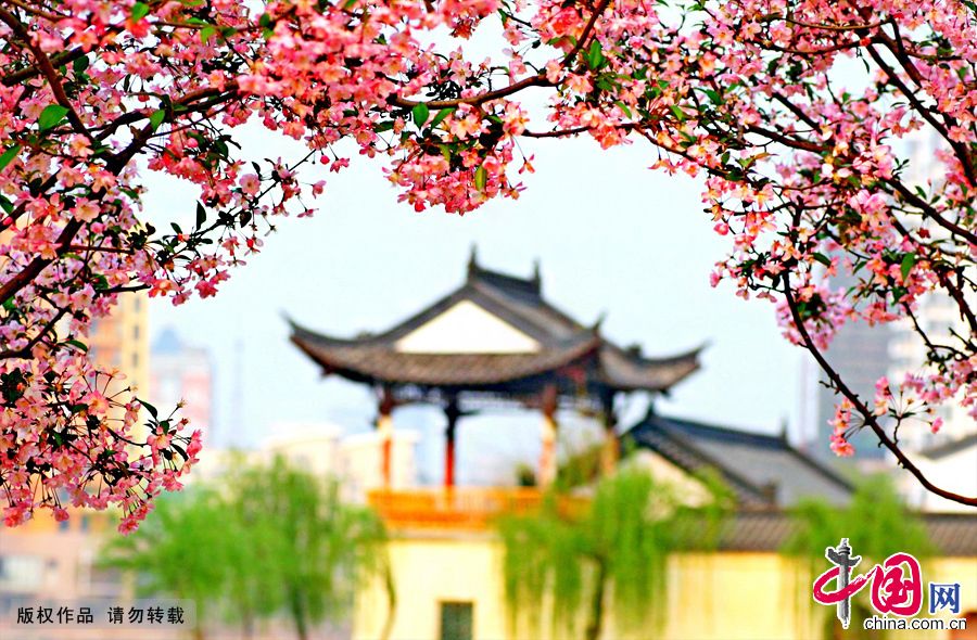 Провинция Цзянсу: красивые цветы яблони китайской в парке «Озеро Мочоуху» 