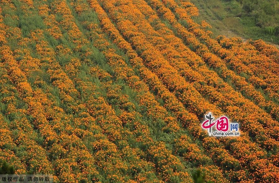 Привлекательное море цветов в уезде Яньцин Пекина