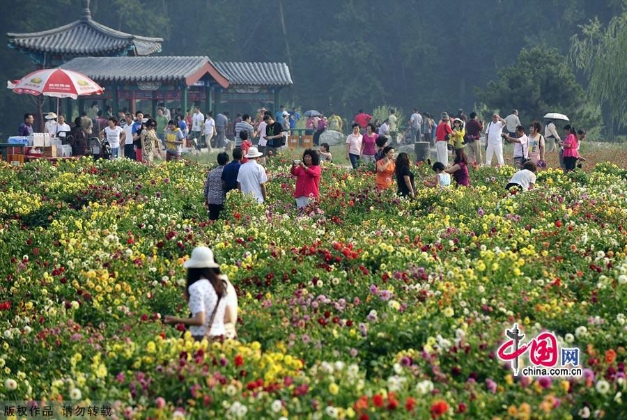 Привлекательное море цветов в уезде Яньцин Пекина