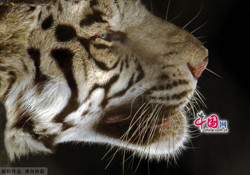 Парк диких животных в Циньхуандао 1