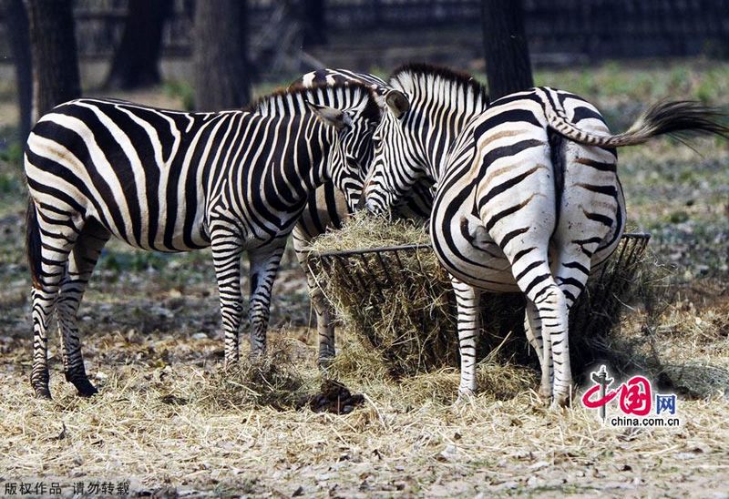 Парк диких животных в Циньхуандао 2