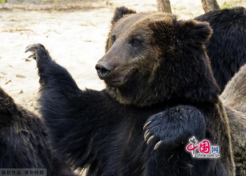 Парк диких животных в Циньхуандао 4