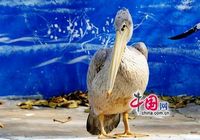 Парк диких животных в Циньхуандао