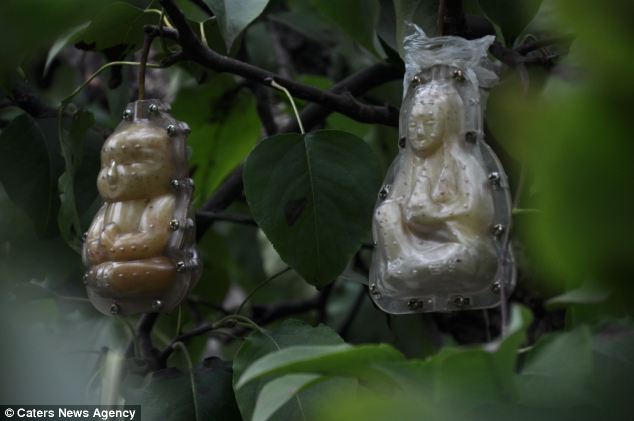 Китай: Необычные фрукты похожи на статуи Будды 1