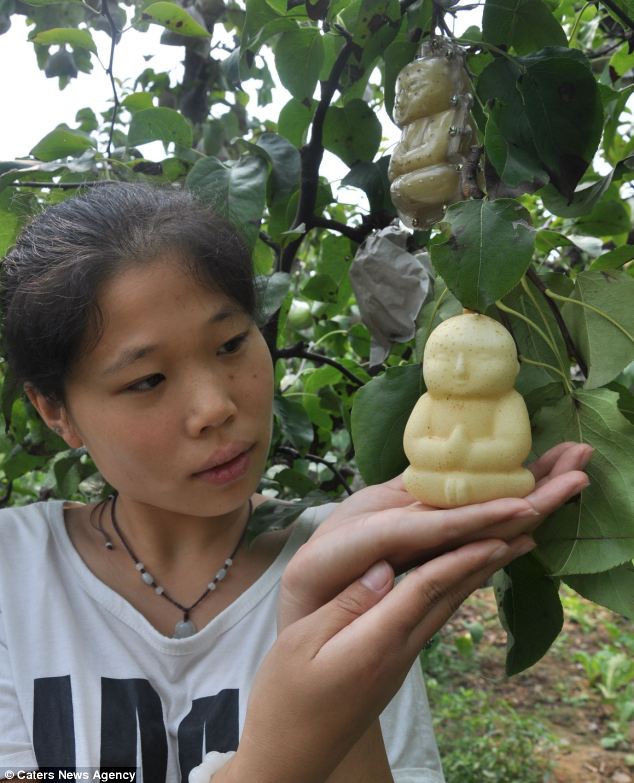 Китай: Необычные фрукты похожи на статуи Будды 4