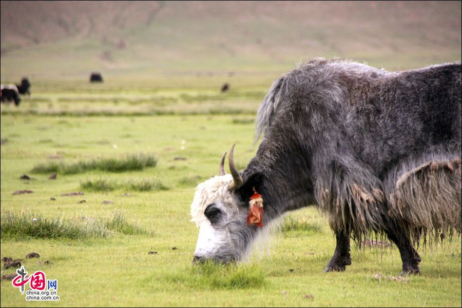 Тибет: уникальная степь Чжэгу в районе Шаньнань 