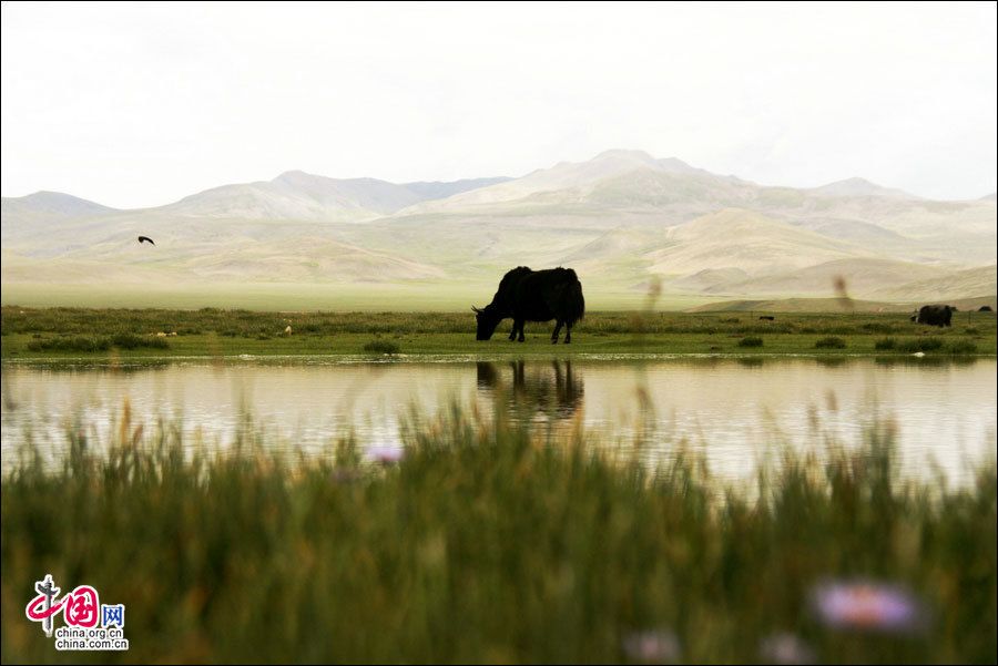 Тибет: уникальная степь Чжэгу в районе Шаньнань 