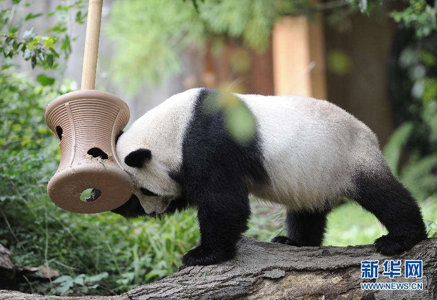 На фото: в государственном зоопарке в Вашингтоне США, большая панда Тяньтянь играет (17 сентября).