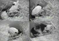 Китайская большая панда Мэйсян в США родила детеныша