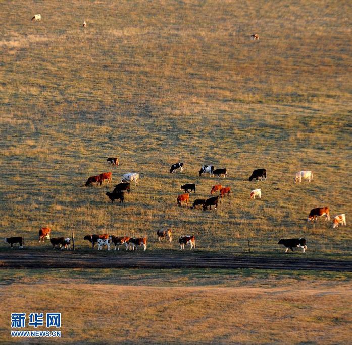 Золотая осень в степи в Автономном районе Внутренняя Монголия 