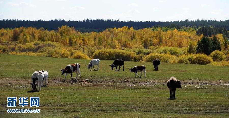 Золотая осень в степи 