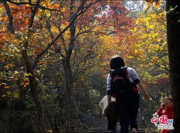 Любование листьями в горах Хуаншань