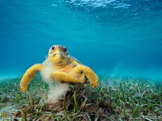 Отборные фото октября от журнала «National Geographic» 