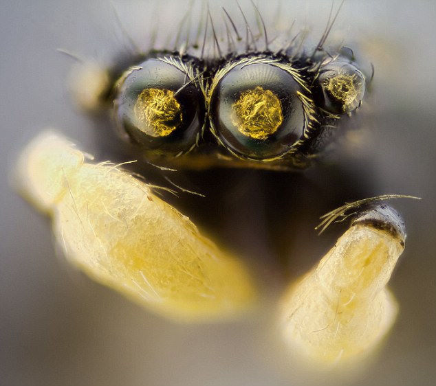 Потрясающиеся моменты насекомых в микрообъективе