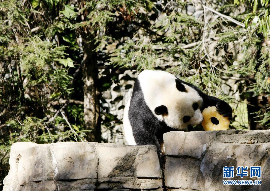 Щенок большой панды Мэйсян умер от печеночной недостаточности