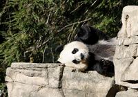 Щенок большой панды Мэйсян умер от печеночной недостаточности