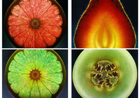 Эти не реальные снимки! Художник США Dennis Wojtkiewicz высоким мастерством изготовил чудесные картины с маслов фруктов и цветов, что доставило оригинальное впечатление.