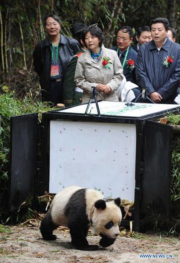 Большая панда Таотао, выведенная в неволе, выпущена в дикую природу